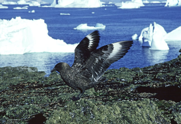 Brown skua (<i>Catharacta antarctica</i>, subsp. <i>lonnbergi</i>). Photo: © Colin Harris.